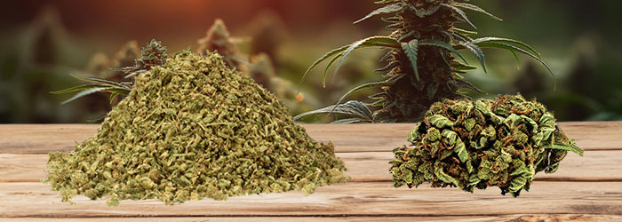 la trim de cbd est elle aussi puissante que les fleurs de cbd